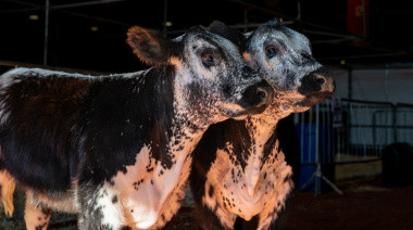 Expectativa por una nueva raza bovina que entusiasma a los productores ganaderos