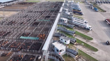 Nuevo protocolo para gestionar el riesgo del rodeo en el Mercado Agroganadero de Cañuelas