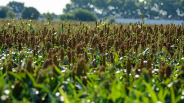 La cosecha de sorgo avanza pero los rindes van en descenso