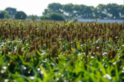 La cosecha de sorgo avanza pero los rindes van en descenso
