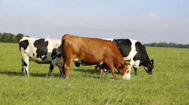 Balance económico: cómo impacta en el agro el nuevo escenario cambiario