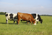 Balance económico: cómo impacta en el agro el nuevo escenario cambiario