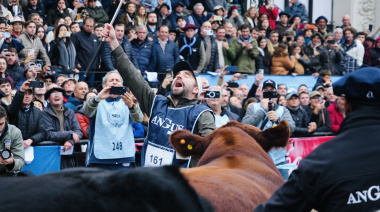 EL GRAN CAMPEÓN MACHO FUE PARA UN TORO DE LA CABAÑA QUEQUÉN SUR QUE YA HABÍA GANADO EN OTOÑO