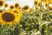 Siembra 2025/26: desde Córdoba confirman la recuperación del maíz y el “boom” del girasol