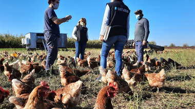 El Senasa refuerza controles en predios de aves de traspatio en La Pampa