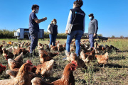 El Senasa refuerza controles en predios de aves de traspatio en La Pampa