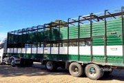 Senasa actualizó condiciones en transporte de hacienda e incorporó los vehículos bitren y multiespecie