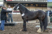 Gypsy Vanner, belleza y docilidad en una raza equina única en el Mercosur