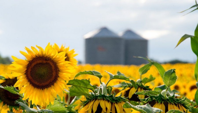 Se inicia la campaña de girasol con las primeras 58 mil hectáreas