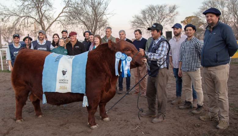 Angus hace historia en la Patagonia- Sesenta millones por el Gran Campeón de la Nacional Patagónica en Río Colorado