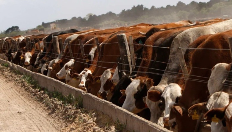 Feedlots: los márgenes siguen deteriorándose