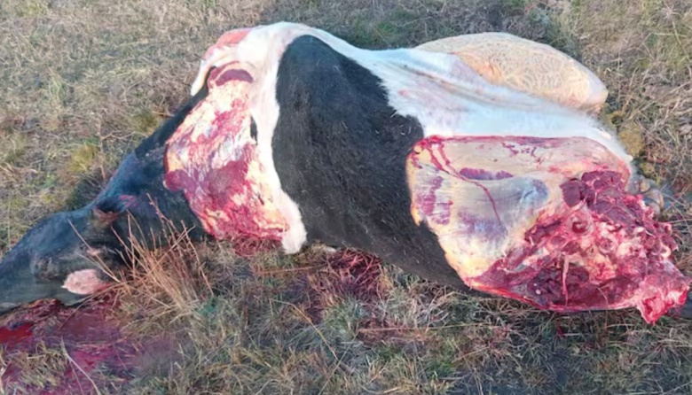 Indignado, un productor contó que los delincuentes le mataron una vaca de su hija-