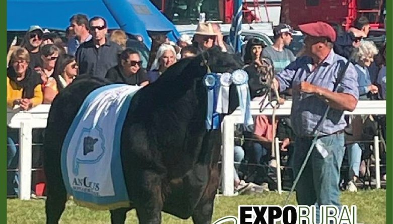 EXPO RURAL DE CORONEL SUAREZ 2024: El Gran Campeón Macho en Angus y ...