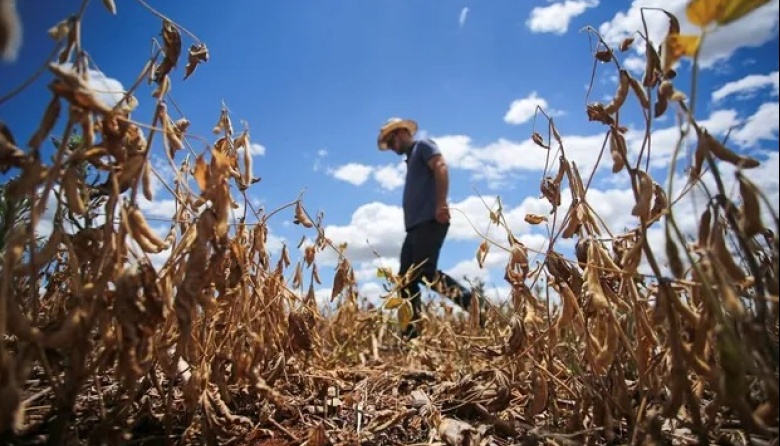 Se acerca el final de la soja y las lluvias acumuladas ponen arriba el ánimo de los productores