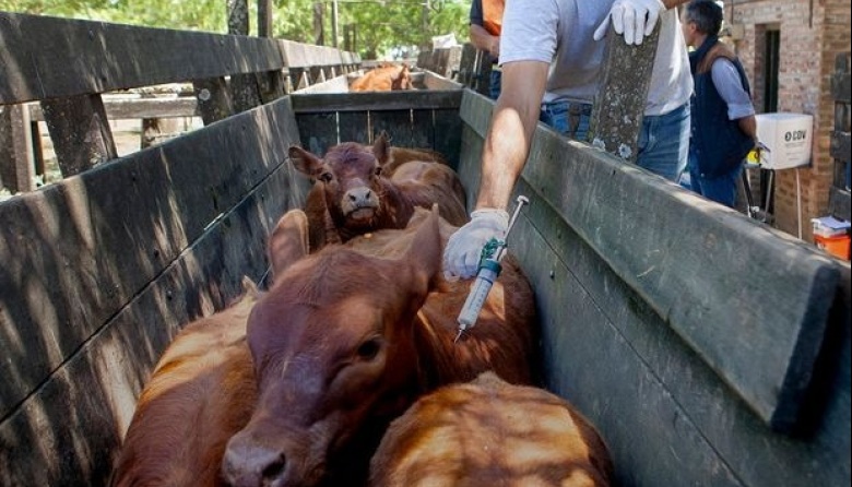 Fiebre aftosa: comienza la primera campaña de vacunación de 2025 y se presentó el cronograma