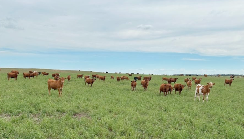 Implantación de pasturas: lo que hay que saber