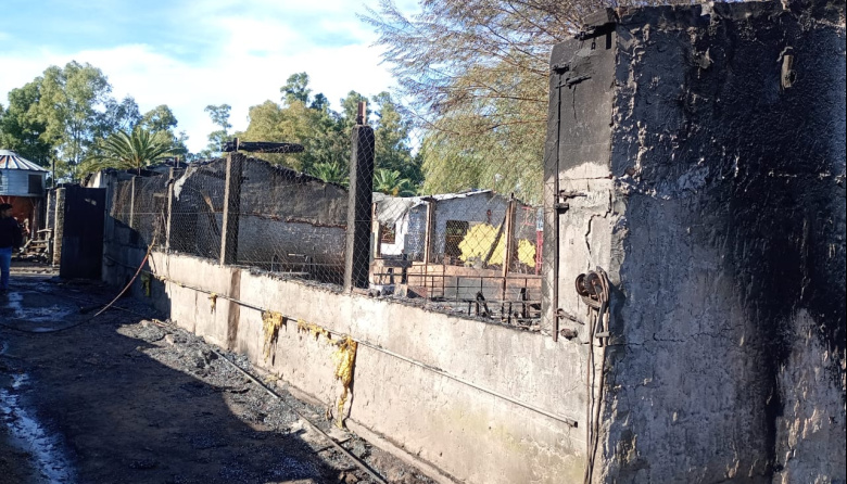 Carlos Casares: Un incendio en un criadero de cerdos, causo la muerte de 160 animales porcinos
