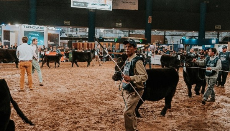Buenos resultados en los remates de la Expo Angus de otoño
