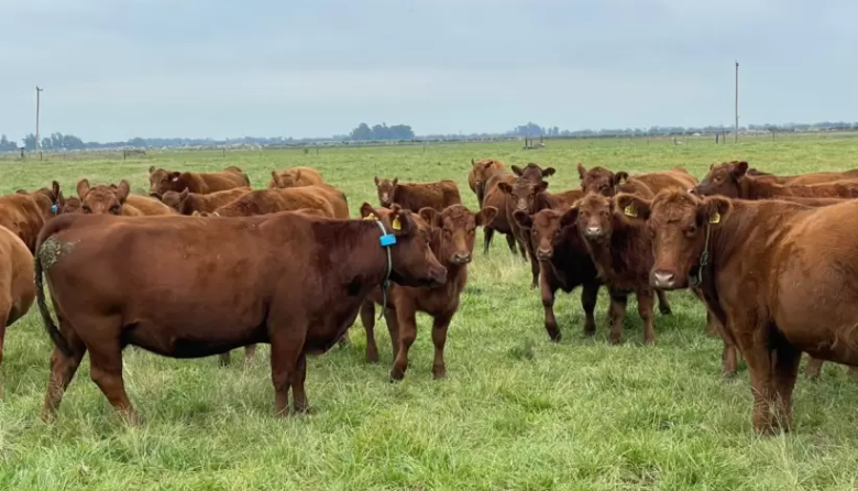 De Israel al campo argentino, el emprendedor que desarrolló una tecnología para rastrear vacas por bluetooth