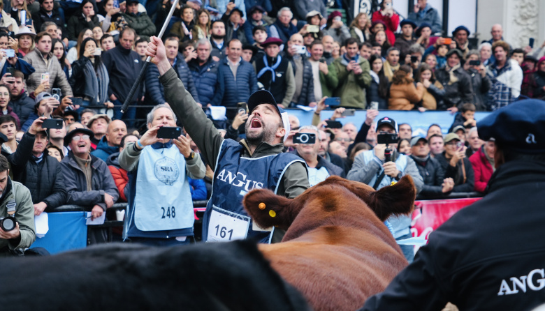 EL GRAN CAMPEÓN MACHO FUE PARA UN TORO DE LA CABAÑA QUEQUÉN SUR QUE YA HABÍA GANADO EN OTOÑO