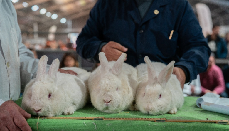 Por su calidad, los conejos se lucieron en el sector de granja de la Expo Rural 2025