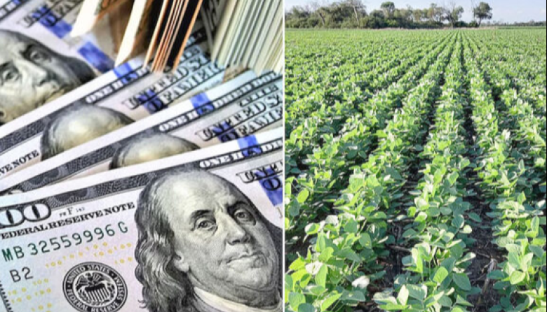 Además de los futuros, ahora también los precios de la soja disponible comenzaron a reflejar la anunciada rebaja de retenciones