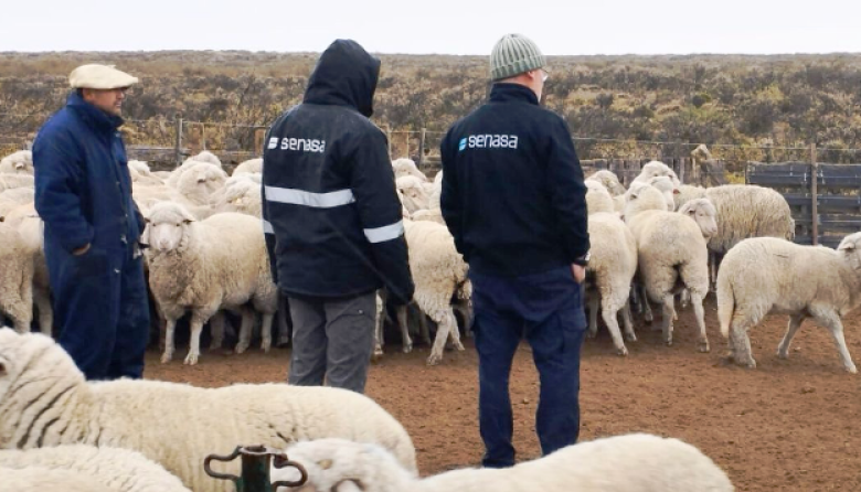 Sarna ovina: Claves para una detección temprana y un control efectivo