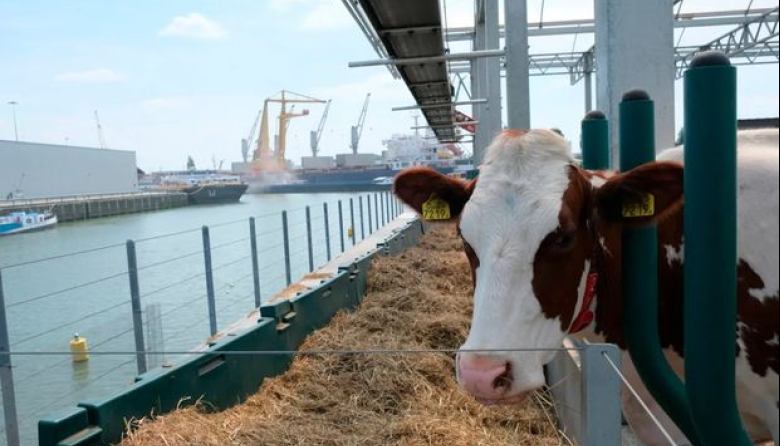 ¿Qué pasa con la exportación de ganado en pie, por qué no se concreta? Fernando Molinari dice “que es un tema de precios”