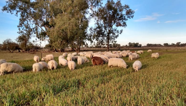 Trajeron al país una particular raza ovina y se transformaron en pioneros de los quesos de calidad