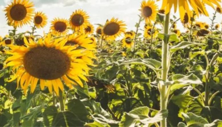 Siembra 2025/26: desde Córdoba confirman la recuperación del maíz y el “boom” del girasol
