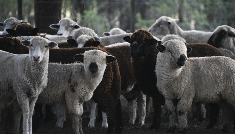 La carne ovina argentina incrementa su exportación: Europa crece y Chile reabre el mercado