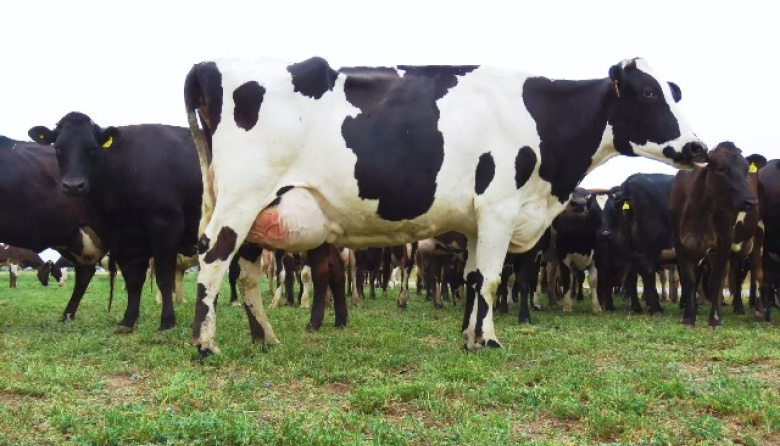Avanzan en el desarrollo de una vacuna para prevenir la mastitis bovina