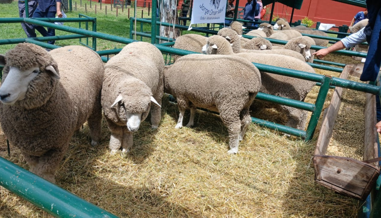 Jorge Meier: De la pasión al éxito: la trayectoria ejemplar de Don Reinaldo
