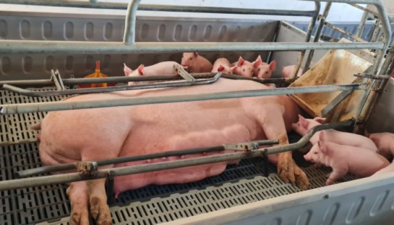 El especialista en producción porcina Leandro Mondino, creador de una exitosa unidad productiva de lechones, sostiene que «la eficiencia es la que nos permite sobrevivir en momentos difíciles”