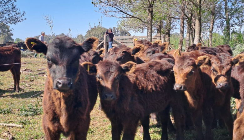 Santangelo: “Es de los mejores años de la ganadería en décadas”