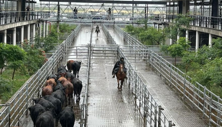 Oferta abundante y valores con altibajos en el Mercado Agroganadero de Cañuelas