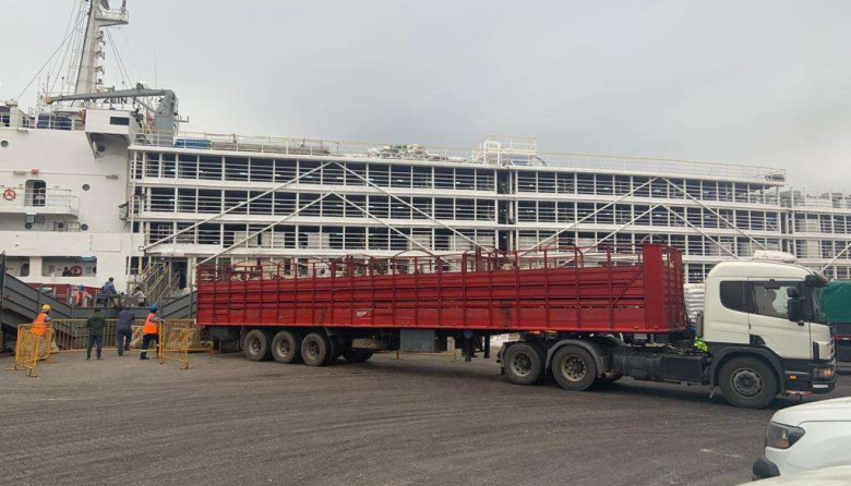 Fin de la odisea: barco uruguayo con animales desembarcó en Libia