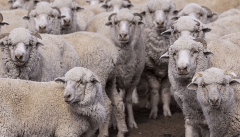 Sarna ovina: el SENASA declaró la alerta sanitaria en algunos departamentos de Chubut