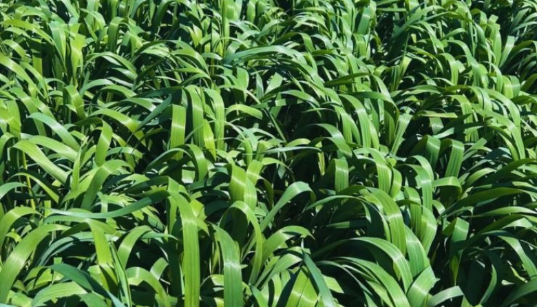 El Inta desarrolló una avena de mayor producción, sanidad y ciclo extendido