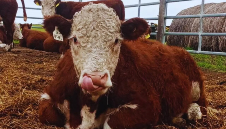 Toritos Hereford: presentan el primer estudio que vincula eficiencia y producción