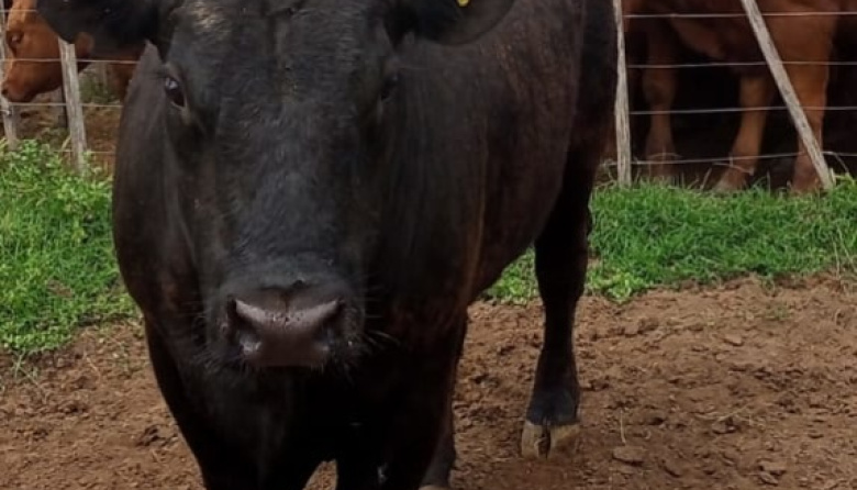 Cierre de año y balance del 2025 con martilleros y productores amigos