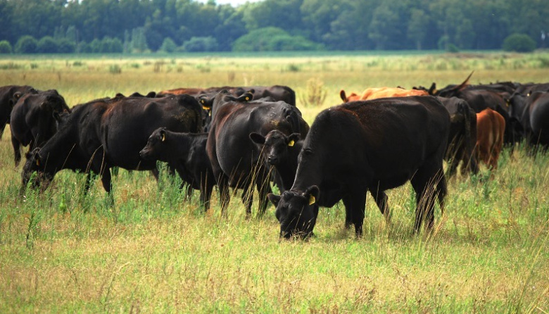 El precio de los terneros promedió más de $5.700
