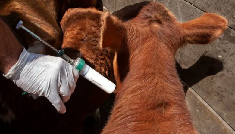 Senasa confirmó el calendario de vacunación contra aftosa y brucelosis, y promete un ahorro en aplicaciones