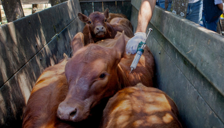 Senasa refuerza controles para proteger el estatus libre de aftosa