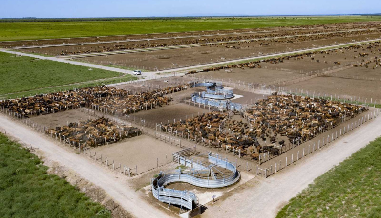 Los feedlots apuestan por la trazabilidad y ganar en exportación