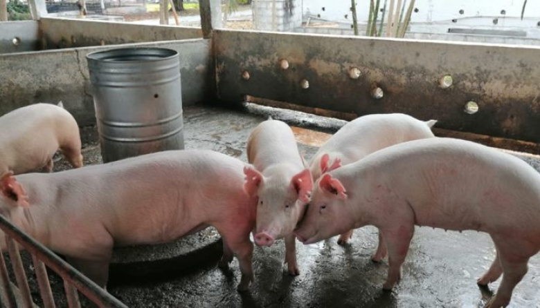 Cadena porcina: sin competividad la actividad está en riesgo