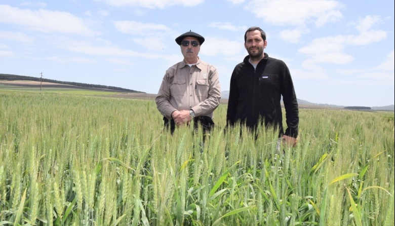 Por qué el trigo logró una cosecha récord?: un caso testigo en el corazón triguero del sur bonaerense