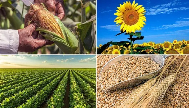 Granos: Con precios mixtos para el maíz, a la suba para trigo y estables para el girasol