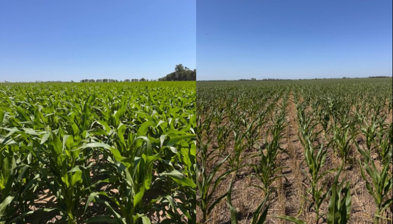 Reporte Agrícola Quincenal / 2da Quincena. Enero 2026