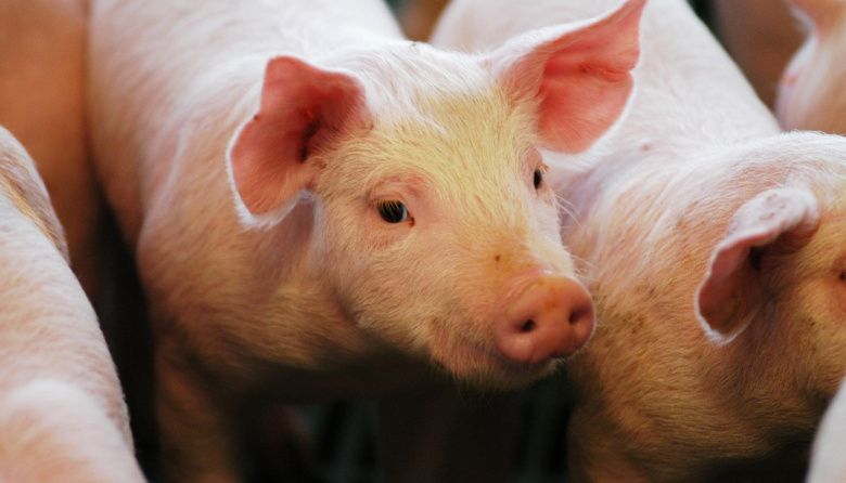 El sector porcino cerró el 2025 con récord de faena y consumo
